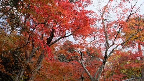 裏六甲の瑞宝寺公園からスタート！紅葉も見頃です。